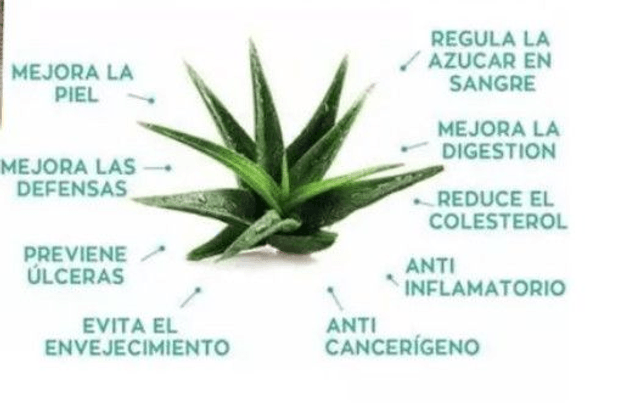 aloe vera gelules pour retrouver un ventre plat 